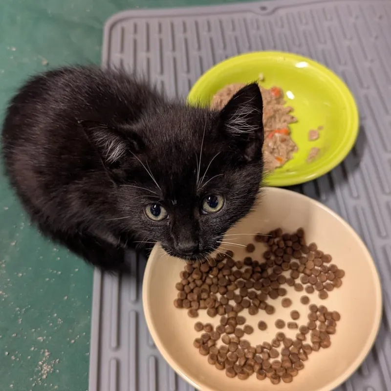 A baby small-sized female Domestic Short Hair cat named Jeline Jion for adoption in Baltimore, MD
