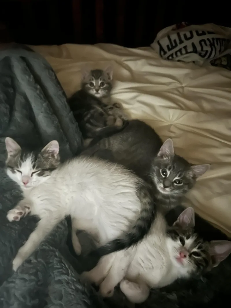 A baby medium-sized male White Domestic Medium Hair cat named Hopper for adoption in Hellertown, PA