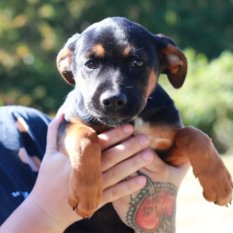A baby medium-sized male German Shepherd Dog dog named CT Butler for adoption in Eastford, CT