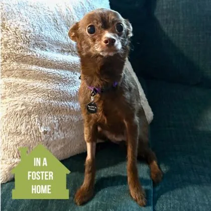 A senior small-sized male Brown / Chocolate Chihuahua dog named Dusty for adoption in Sacramento, CA