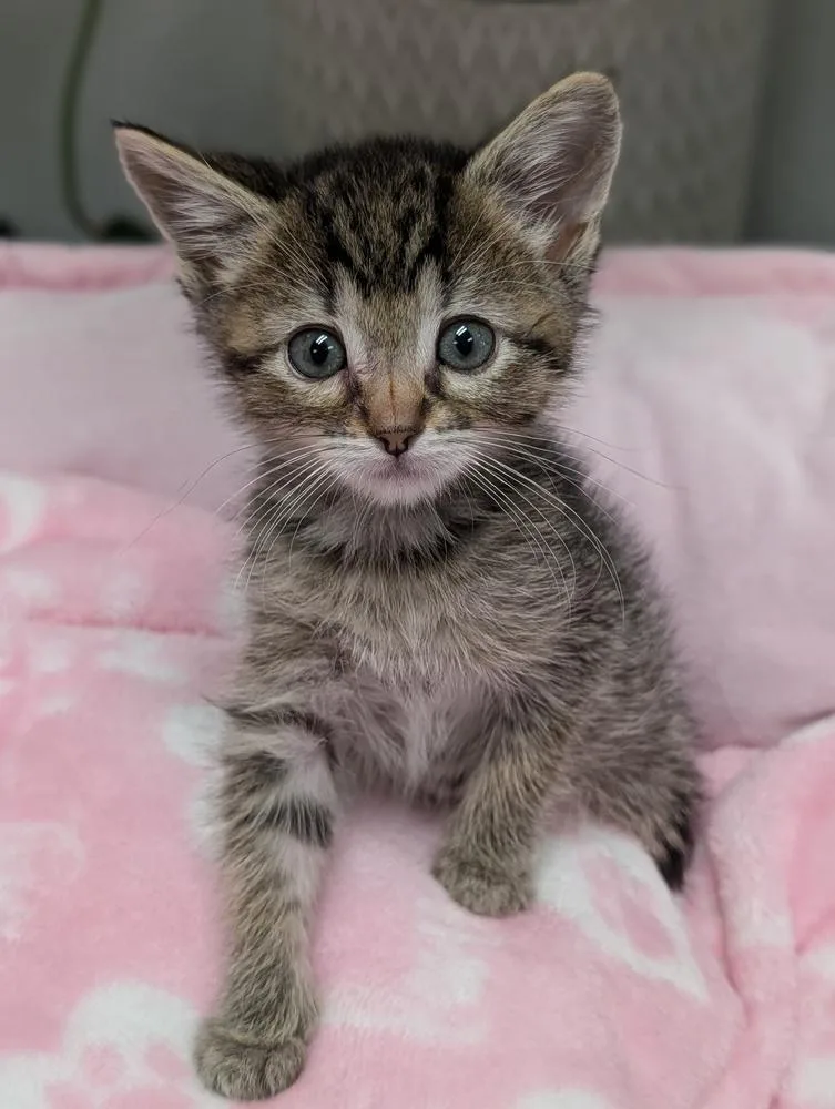 A baby small-sized female Brown / Chocolate Domestic Short Hair cat named Kix for adoption in Fremont, CA
