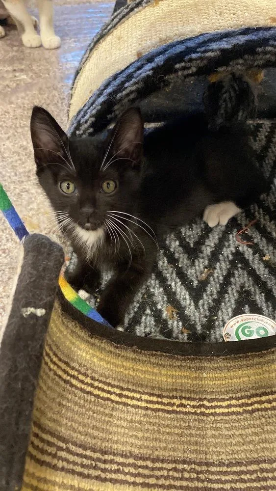 A baby small-sized male Black & White / Tuxedo Domestic Short Hair cat named Suave for adoption in Aurora, CO