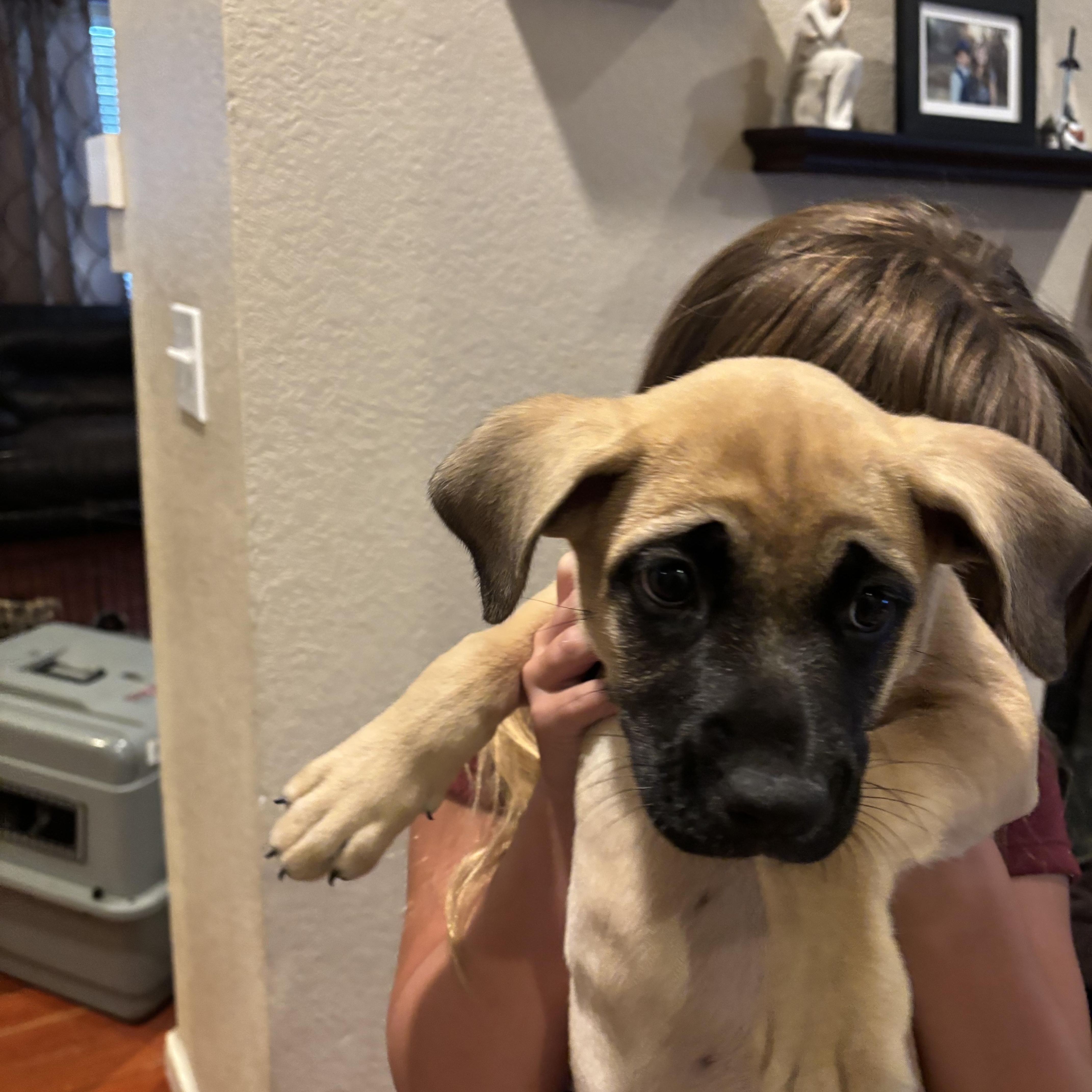 A baby medium-sized female Mastiff dog named Katy for adoption in Elizabeth, CO