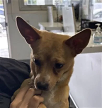 An adult small-sized male Chihuahua dog named Lalo for adoption in Los Angeles, CA