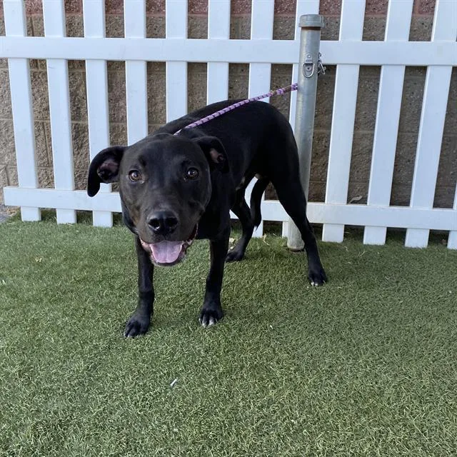 A young large-sized male Pit Bull Terrier dog named A for adoption in Modesto, CA
