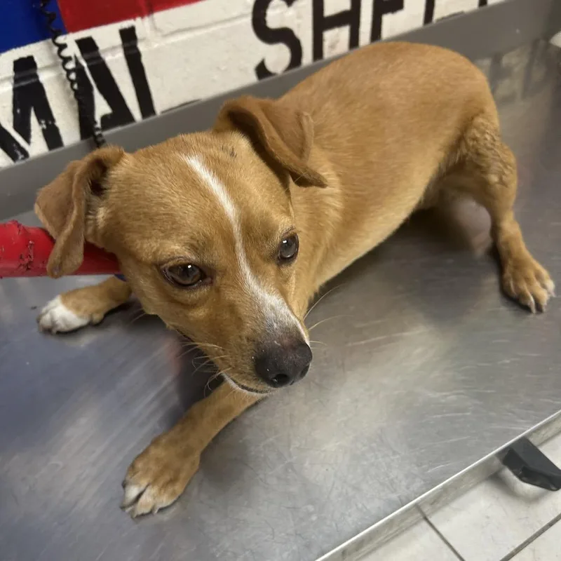 An adult small-sized male Brown / Chocolate Chihuahua dog named Washington for adoption in Lufkin, TX
