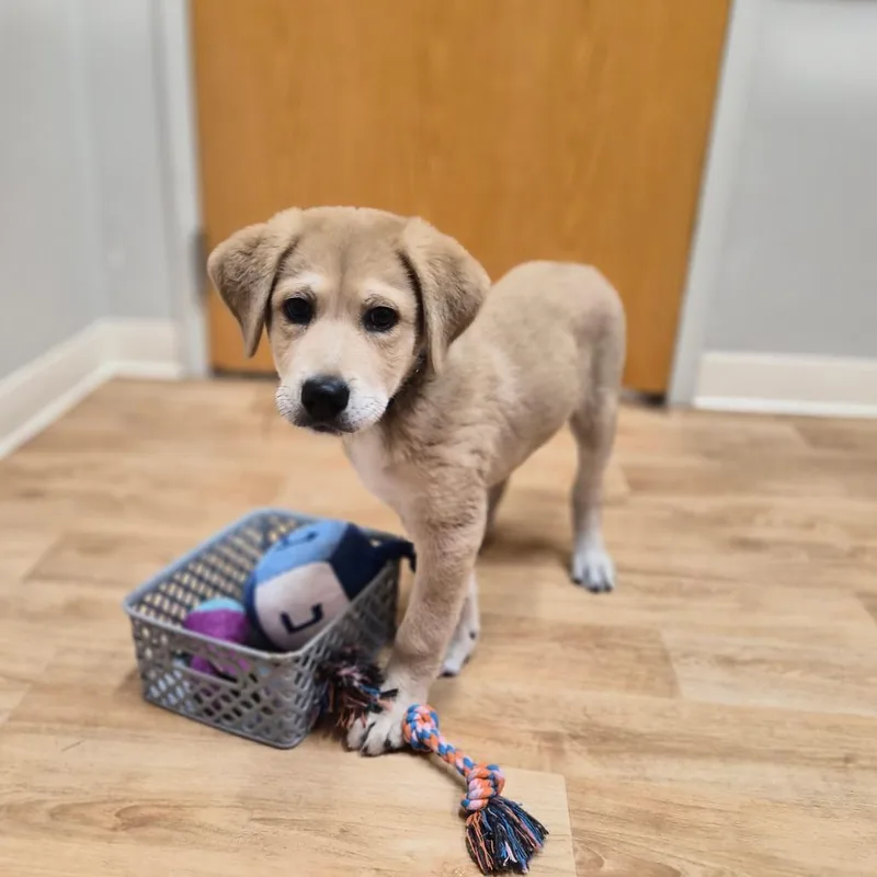 A baby small-sized male Yellow / Tan / Blond / Fawn Mixed Breed dog named Pacey for adoption in Woodstock, IL