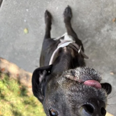 A senior medium-sized female Black Labrador Retriever dog named Myrtle for adoption in Dinwiddie, VA