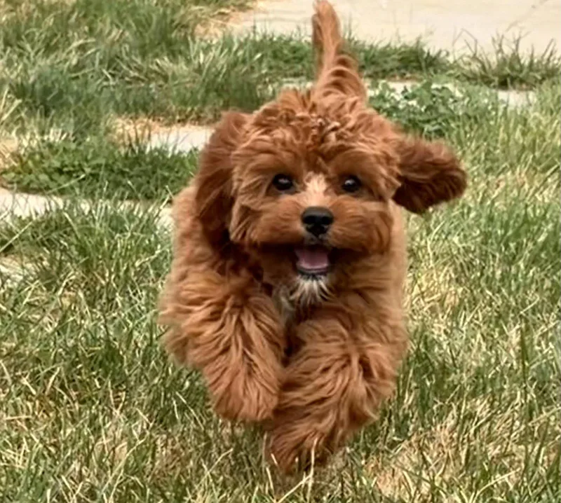 Archie