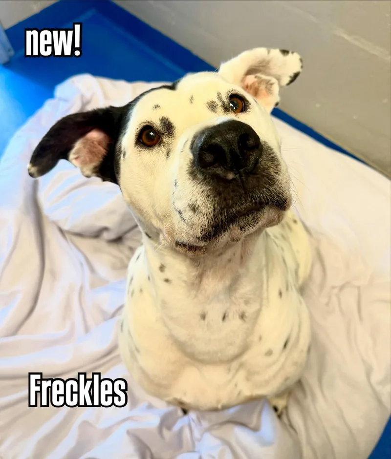 A young small-sized female Mixed Breed dog named Freckles for adoption in Holbrook, NY