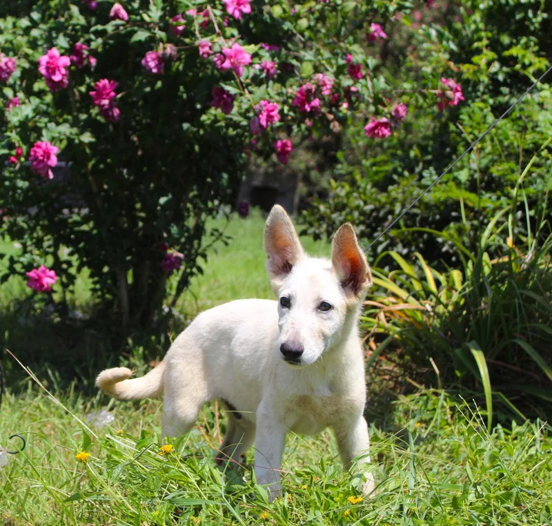 Koda weeksSpay Contract Required