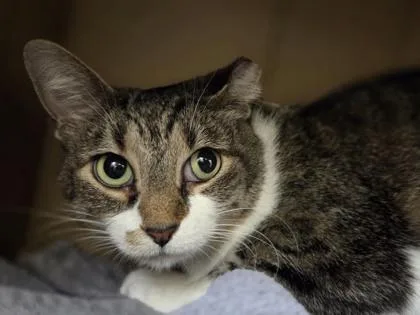 A young medium-sized female Domestic Short Hair cat named Twenty for adoption in Westland, MI