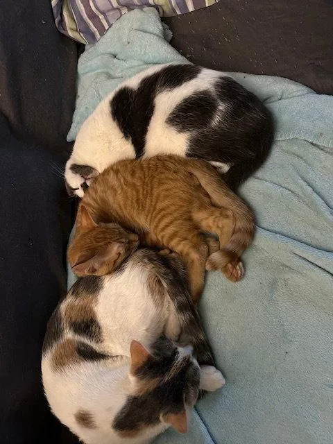 A young medium-sized male American Shorthair cat named Cookie for adoption in Kohler, WI