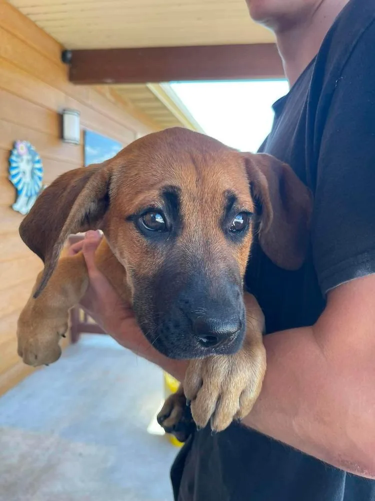 A baby medium-sized male Boxer dog named Stratus for adoption in Bolivar, MO