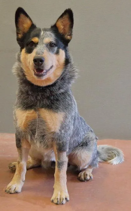An adult medium-sized male Australian Cattle Dog / Blue Heeler dog named Gandolf for adoption in Rapid City, SD
