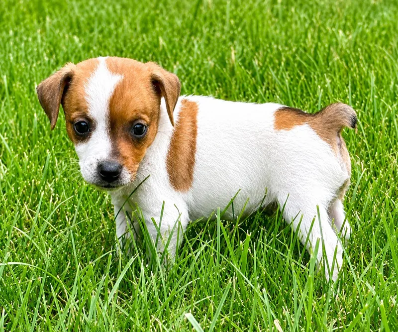 A baby small-sized male Jack Russell Terrier dog named Winston for adoption in Chesterfield, MI