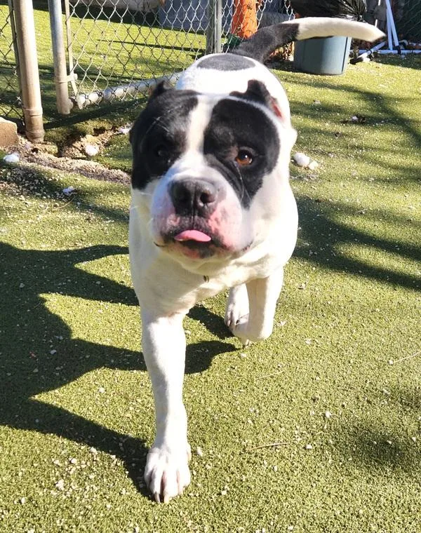An adult extra large-sized male American Bulldog dog named Draco for adoption in Austin, TX