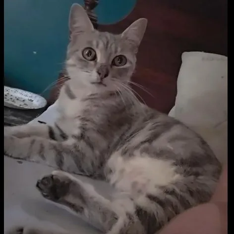 A young medium-sized female Tabby (Gray / Blue / Silver) Domestic Short Hair cat named Bambi for adoption in SNOW HILL, NC