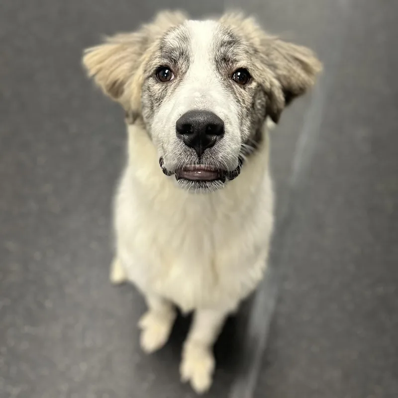 A baby extra large-sized male White / Cream Great Pyrenees dog named Moose for adoption in Youngstown, OH