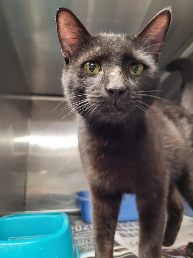 A young large-sized male Domestic Short Hair cat named Hill for adoption in Hopkinsville, KY