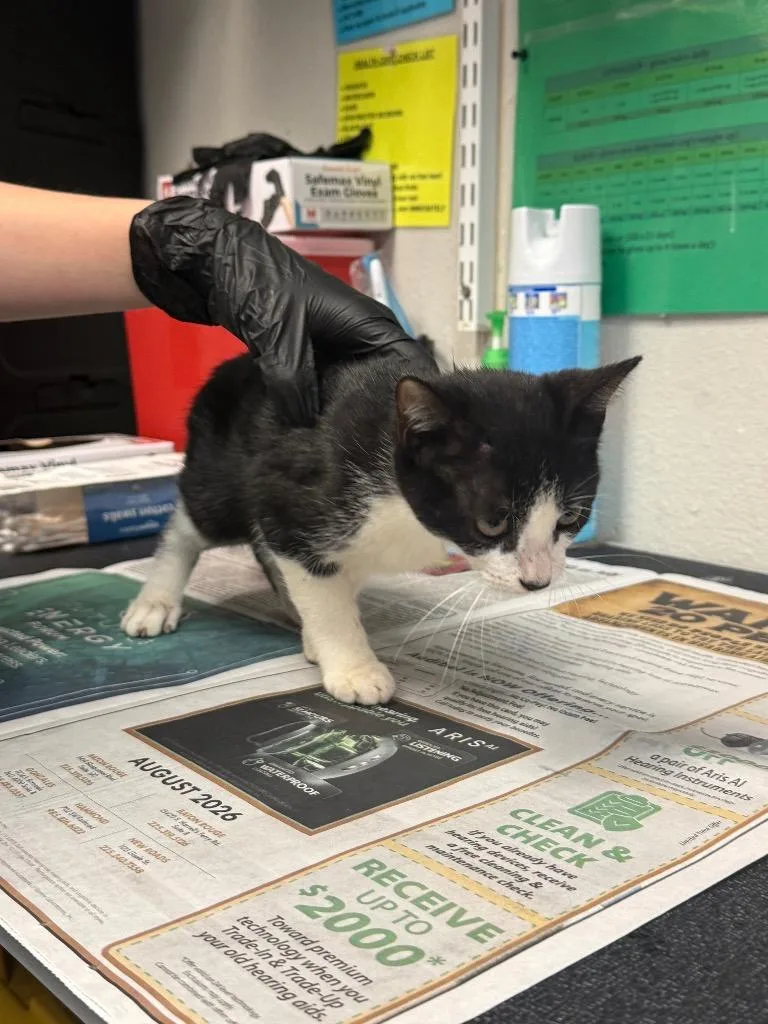 A baby medium-sized male Domestic Short Hair cat named Craven for adoption in Sorrento, LA