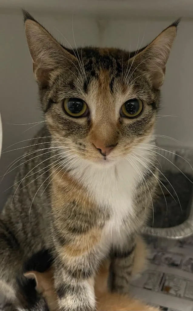 A young small-sized female Domestic Short Hair cat named Gracie for adoption in Henderson, NC