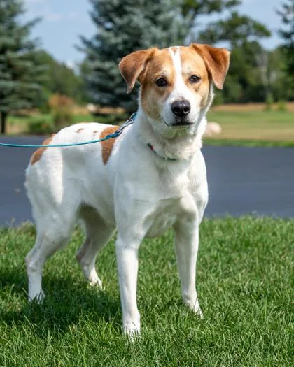An adult large-sized female Australian Shepherd dog named Molly for adoption in Pequot Lakes, MN