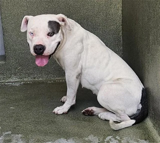 A young medium-sized female American Staffordshire Terrier dog named Roxy for adoption in Castaic, CA