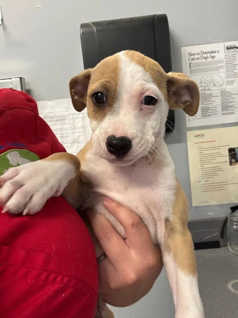 A baby medium-sized male Pit Bull Terrier dog named Hoka for adoption in Bloomington, IN