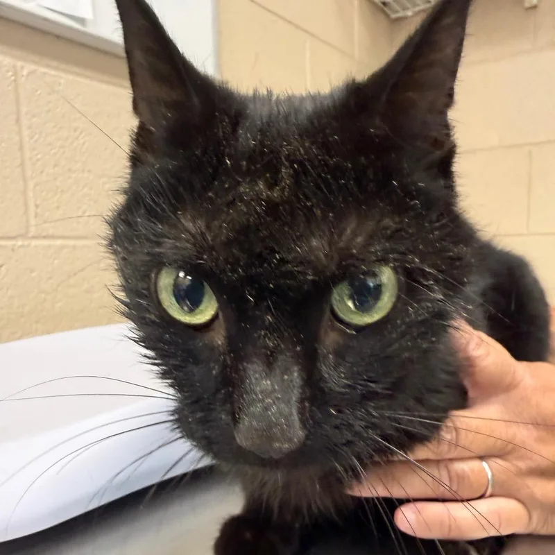 A senior small-sized female Black Domestic Medium Hair cat named Mindy for adoption in Troy, VA