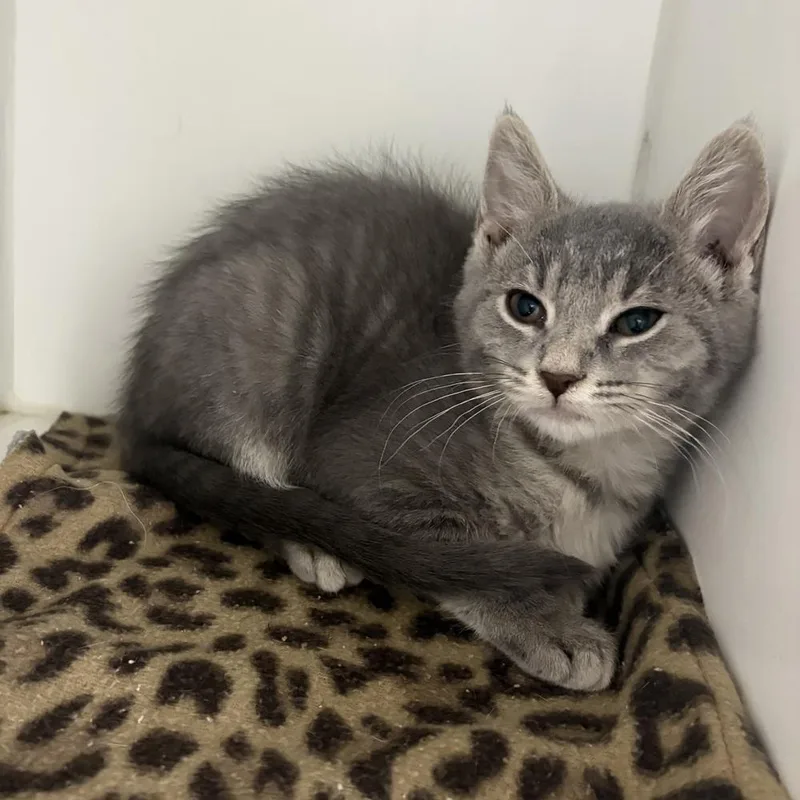 A baby small-sized female Gray / Blue / Silver Domestic Short Hair cat named Remi for adoption in Rochester, IN