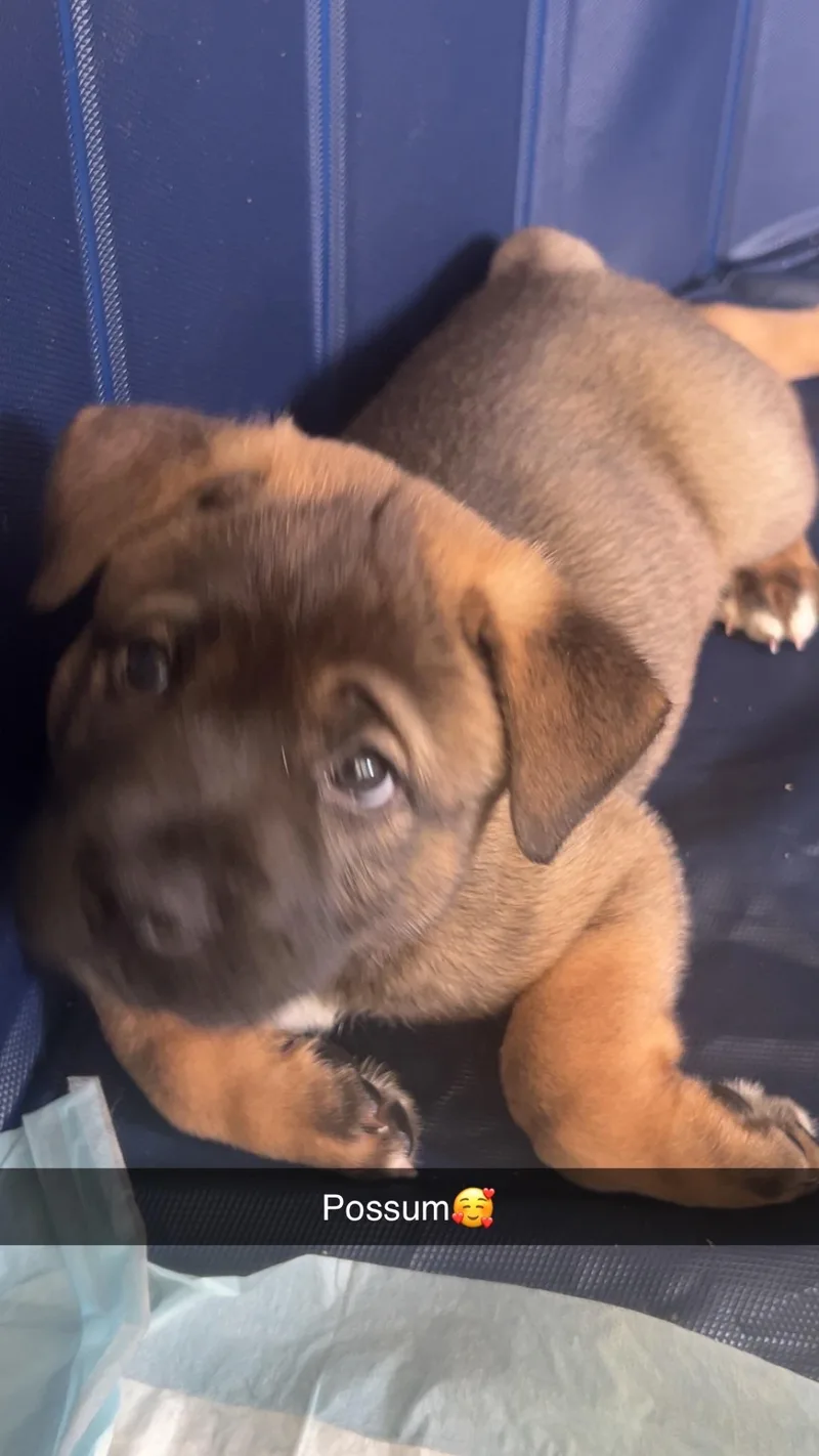 Possum thumbnail 5