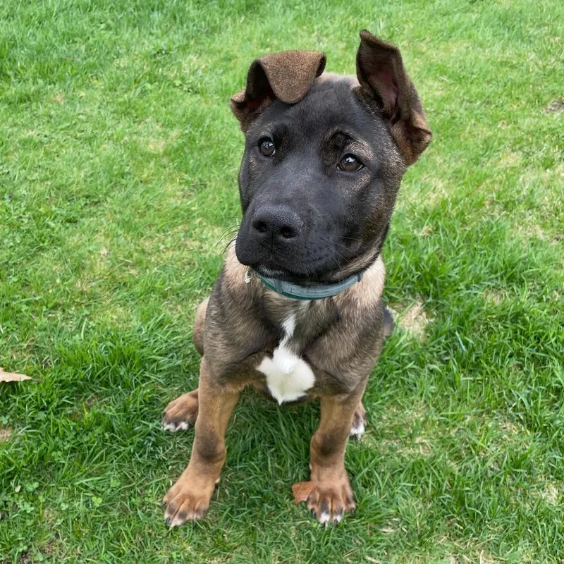 A baby large-sized male Black Akita dog named Possum for adoption in Houston, TX