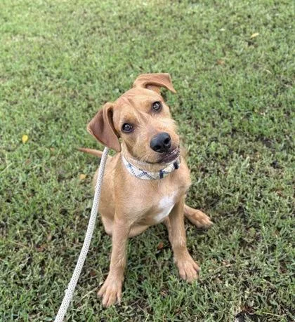 A baby medium-sized male Terrier dog named Coco for adoption in Honolulu, HI