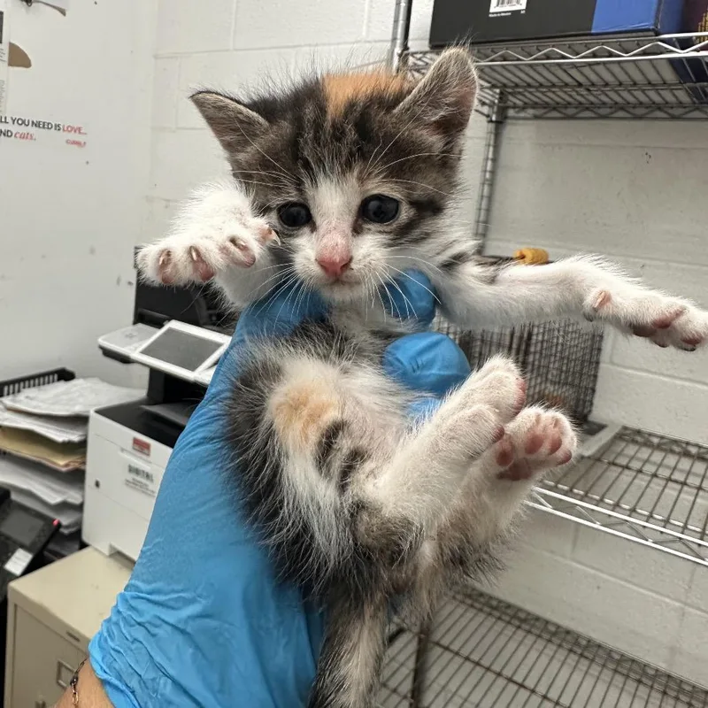 A baby small-sized female Calico Domestic Short Hair cat named Nessie for adoption in Edinburg, TX