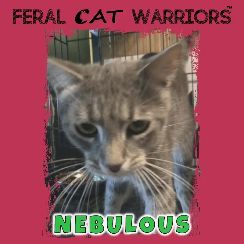 An adult small-sized male Gray / Blue / Silver Domestic Short Hair cat named Nebulous for adoption in Kingman, AZ