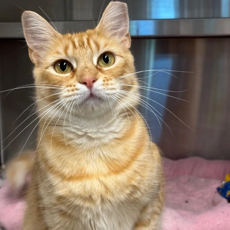 An adult medium-sized female Orange / Red Domestic Short Hair cat named Meowwwy for adoption in League City, TX