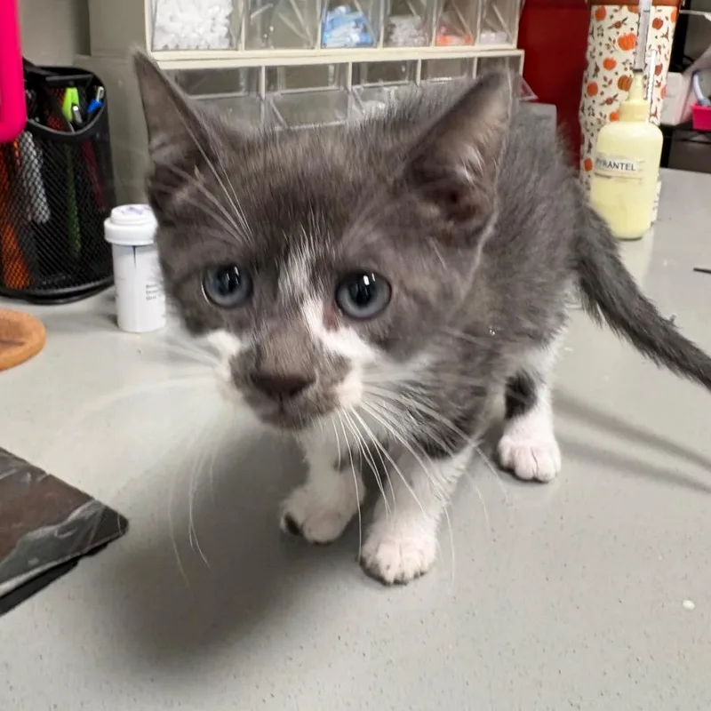 A baby small-sized male Gray / Blue / Silver Domestic Short Hair cat named Ranger for adoption in Englewood, FL