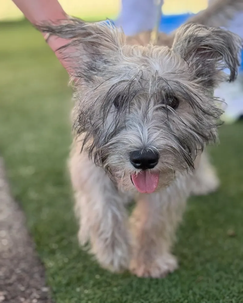 Rigby