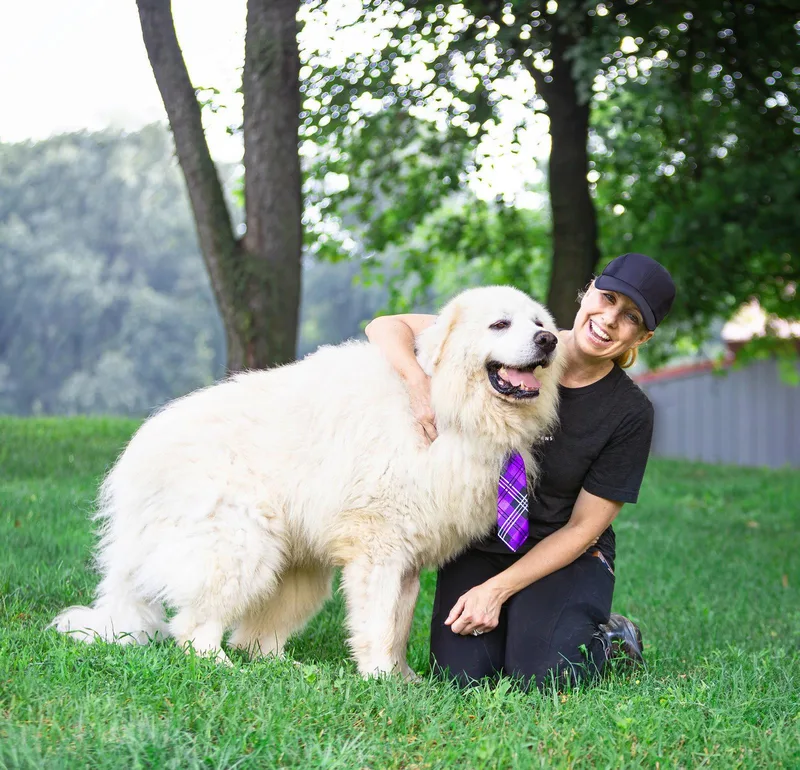 An adult medium-sized male Great Pyrenees dog named Axel for adoption in Coatesville, PA