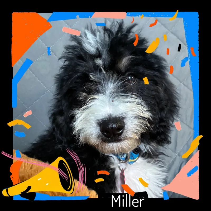 A baby medium-sized male Tricolor (Brown, Black, & White) Bernadoodle dog named Miller for adoption in Fredericksburg, VA