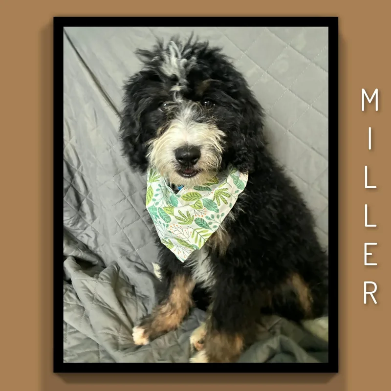 Miller thumbnail 3