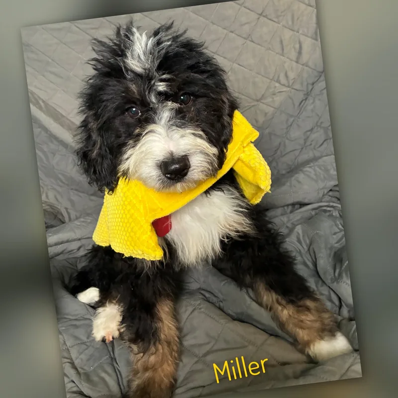 Miller thumbnail 4