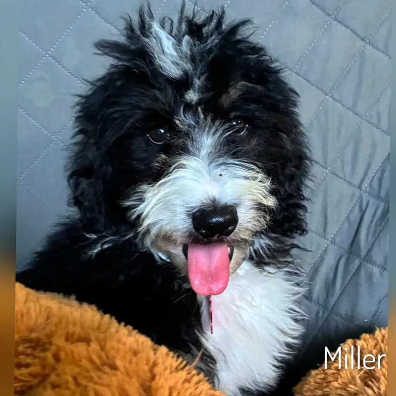 Miller thumbnail 6