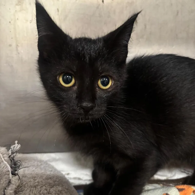 A baby small-sized male Black Domestic Short Hair cat named Binx C for adoption in Napoleon, OH