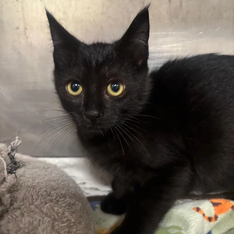 Binx C thumbnail 3