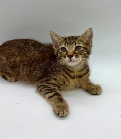 A baby small-sized female Domestic Short Hair cat named Skittles for adoption in Bowling Green, KY