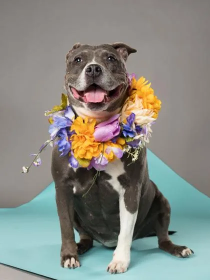 A senior medium-sized female Pit Bull Terrier dog named Zen for adoption in Atlanta, GA