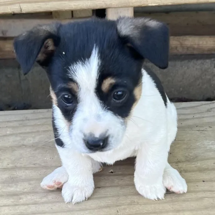 A baby small-sized female Black Mixed Breed dog named Summer for adoption in Greensboro, NC