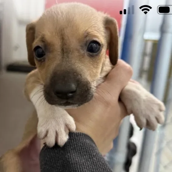 A baby small-sized male Beagle dog named Lagoon for adoption in Hughesville, MD